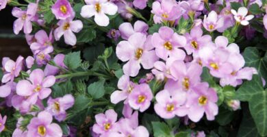bacopa-monnieri