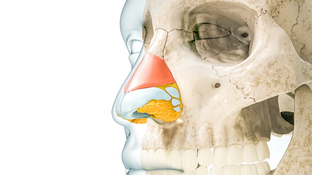 cartílago nasal
